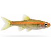 Aquascaperi Razbora červenopruhá - Rasbora / pauciperforata