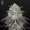Green House Seed - Fullgas! 5 ks + 5 ks ZDARMA Big Bang Auto - semená neobsahujú THC