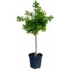 Ginko dvojlaločné MARIKEN na cca 50 cmkmienku, výška 80-100 cm, kont. 15 l