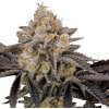 Fastbuds - Gorilla Cookies FF 1 ks - Semená neobsahujú THC.