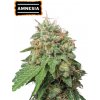 Seedstockers Amnesia Auto semena neobsahují THC 1 ks