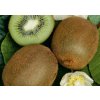 Kiwi veľkoplodé Hayward, výška 30-40 cm, kvetináč 17 cm
