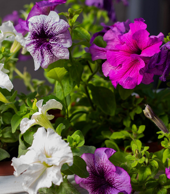 Petúnia veľkokvetá previsnutá - Surfínia - Petunia hybrida pendula - semená - 150 ks