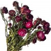 Sušené slamienky Helichrysum - kytica 100g - tmavé ružové