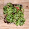 Sempervivum Sundancer
