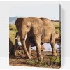 Vymalujsisam.sk Maľovanie podľa čísiel - Safari - Slon Veľkosť: 40x50cm, Rám: Na kartónovej doske