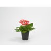GERBERA JAMESONII do kvetináčov, REVOLUTION BICOLOR RED WHITE, 1000 semien