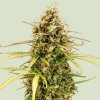 Royal Queen Seeds - Milky Way F1 Auto 3 ks - Semená neobsahujú THC.