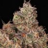 Atlas Seed - Gopher Glue Fast 5 ks - Semená neobsahujú THC