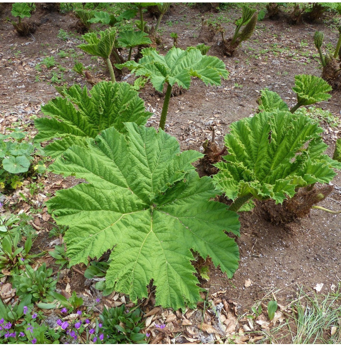 Barota rukávovitá - Gunnera manicata - semená baroty - 6 ks