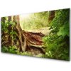 Sklenený obklad Do kuchyne Strom kmeň príroda les 100x50 cm