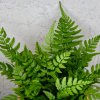 Asplenium parvati Dimorphus papraď baby