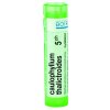 Caulophyllum Thalictroides gra.1 x 4 g 5CH