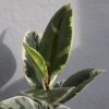 Ficus Elastica Tineke