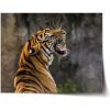 Sablio Plagát Revúci tiger - 90x60 cm