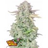Fast Buds Cannabis Seeds Trainwreck Auto 3 pcs