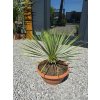 Yucca rostrata s výškou kmeňa 12 cm, celková výška 66 cm