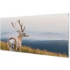 Obraz na akrylátovom skle Jeleň hory 100x50 cm
