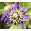 Plamienok FloraSelf Clematis florida 'Taiga' PBR výška 50-70 cm kvetináč 2,3 l