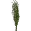 Leptospermum