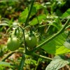 Paradajka White Cherry - Solanum lycopersicum - semená - 7 ks
