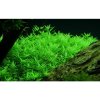 Rotala rotundifolia ’Green’ 1-2 Grow!