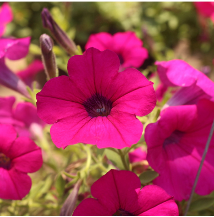 Petúnia Purple Velvet F1 - Petunia hybrida - surfínia - semená - 12 ks