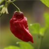 Brazílske korenie - Capsicum Chinense - semená chilli - 6 ks