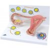 Etapy oplodnenia a embryo 2-krát životná veľkosť (Anatomické modely)