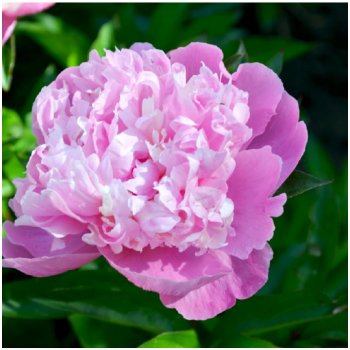 Pivónia Dr. Alex Flamming - Paeonia lactiflora - cibuľoviny - 1 ks