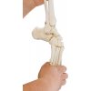 Erler Zimmer Pružná kostra chodidla s holennou a lýtkovou kosťou