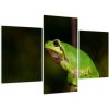 Obraz žaby (Obraz 90x60cm)