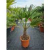 Trachycarpus wagnerianus v celkovej výške 110 cm