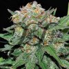 Samsara - El Alquimista 10 ks - Semená neobsahujú THC