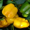 Paprika Garnet F1 - Capsicum annuum - Semiačka - 10 ks