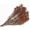 Sušené kvety Broom Bloom kytica 100g - hnedé