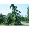 Céder himalájsky Pendula, výška 130-170 cm, kvetináč 9 l