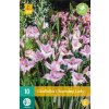 Gladiola Charming Lady 10 ks v balení