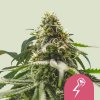 Royal Queen Seeds - Green Crack Punch (Green Punch) 100 ks - Semienka neobsahujú THC