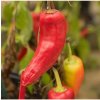 Chilli Maďarský vosk - Capsicum annuum - semená - 6 ks