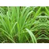 Citrónová tráva - Cymbopogon citratus (kontajner p14)