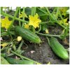 Bio Uhorka nakladačka Hokus - Cucumis sativus - predaj bio semien - 10 ks