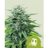 Royal Queen Seeds Cannabis Seeds Trainwreck Auto 3 ks