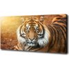 Moderný fotoobraz canvas na ráme Bengálsky tiger 100x50 cm