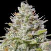 Barney´s Farm - Blue Gelato 41 10 ks - Semienka neobsahujú THC