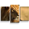 Sablio Obraz - 3-dílný Lev 3 - 75x50 cm