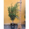 Olea Europea - olivovník 140 -170cm (Olivovník - obvod kmeňa 20cm, výška s kvetináčom)