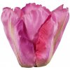 Umelý tulipán tmavoružový 7,5 cm / 1 ks