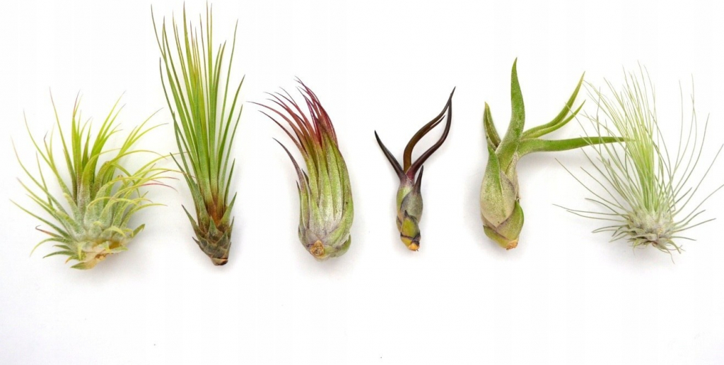 Tillandsia 6ks sadenica s holým koreňom airplant