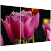 Tulipány - obrazy (Obraz 120x80cm)